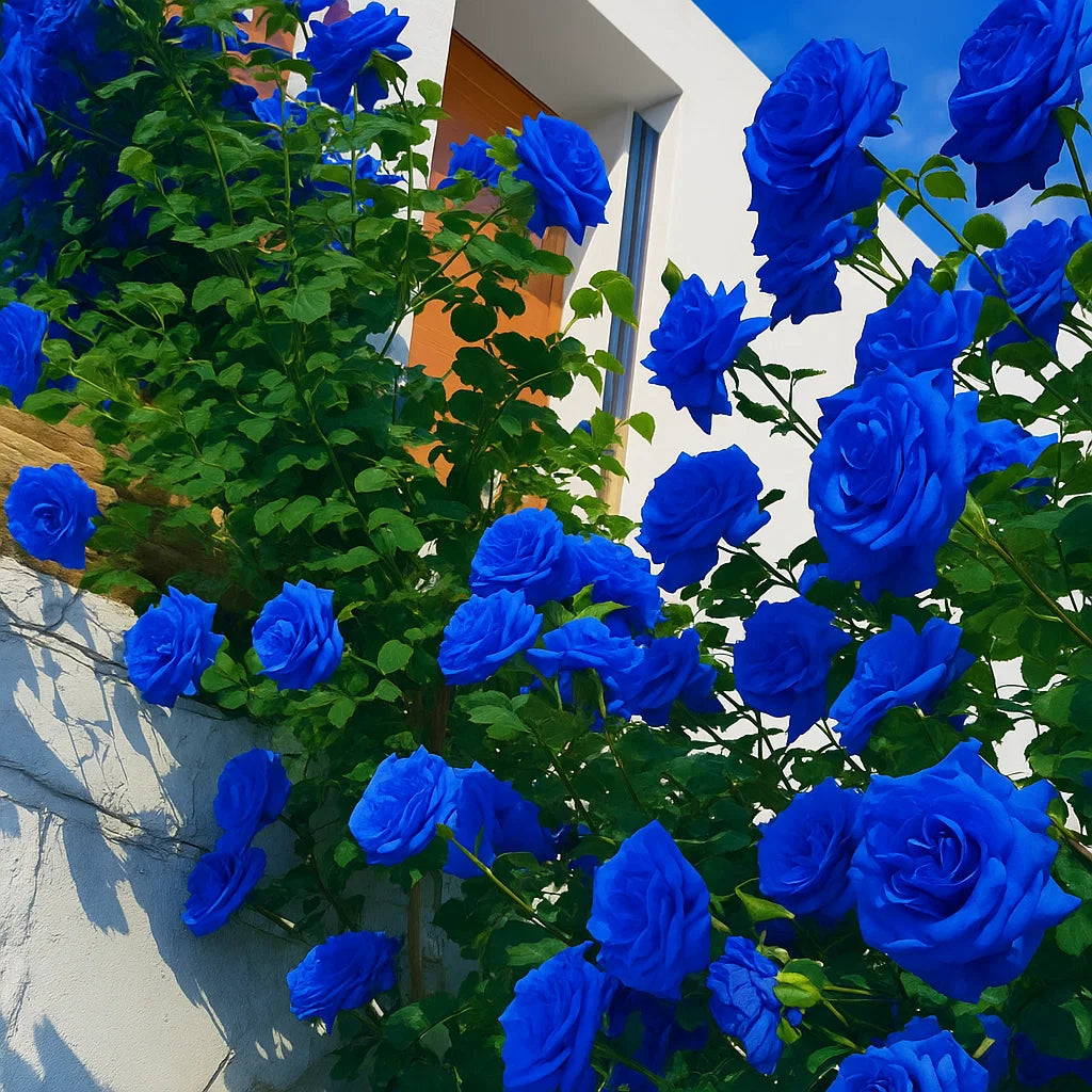 Blue Climbing Rose Seeds