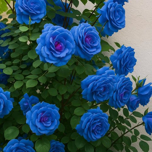 Blue Climbing Rose Seeds